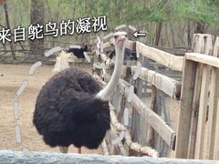 -秦皇岛野生动物园
