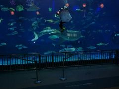 -烟台海昌鲸鲨海洋公园