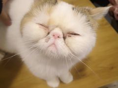 -平行世界·猫咖(首经贸店)