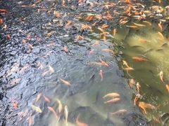 -莲花山公园