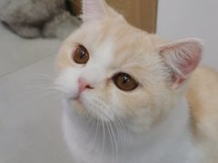 -Heymao猫咖.咖啡厅(东门店)