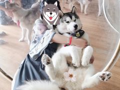 -Husky Go! 哈士奇体验馆·宠物咖啡厅狗咖