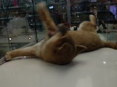 -乐宠宠物店(世纪金源店)