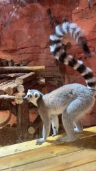 -Zoolung Zoolung动物主题公园(海信广场店)