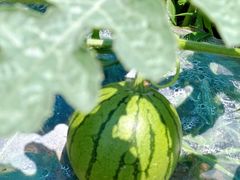 -塘栖枇杷特色园区