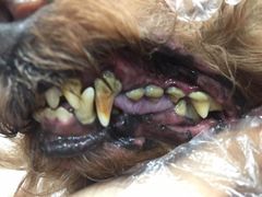 -八公叔叔宠物美容连锁(春申店)