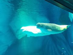 -上海海昌海洋公园-冰山北极馆