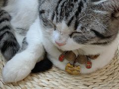 -国宝熊猫酒店(春熙路天府广场店)