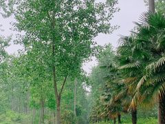 -合肥滨湖国家森林公园