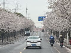 -高东镇樱花园