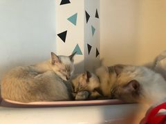 -Cappucimeow猫咪咖啡馆(韦伯时代店)