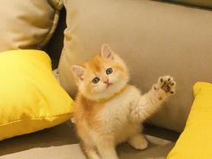 -猫十亿·布偶金渐层·曼基康矮脚猫舍(青年路店)
