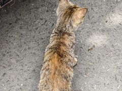 -牛华八婆麻辣烫(起源店)