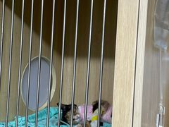 -谐和益家动物医院·免疫绝育·血液透析·宠保定点医院(高新伊藤分院)