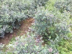 -金谷域澳洲庄园