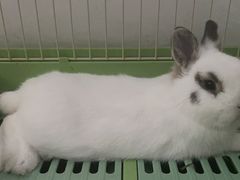 -佩兹宠物医院肿瘤专科·眼科·牙科(黄浦店)