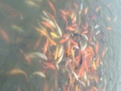 -泰州凤城河风景区-泰山公园