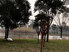 -北龙湖湿地公园