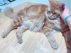 -藏猫猫咖啡主题馆(中央大道店)