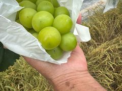 -马陆小张葡萄园农家乐