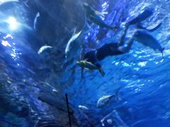 -华夏文旅海洋公园