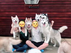 -TrueLove @ Neverland (Husky Cafe)
