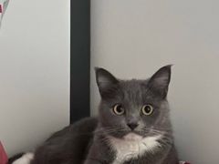 -安安宠医宠物医院·异宠·犬猫内科(岳阳分院)