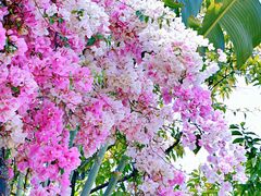 -深圳国际园林花卉博览园