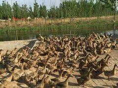 白洋淀绿淀水禽蛋养殖基地-白洋淀绿淀尚品土特产