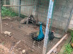 -柞水乾佑红门家菜