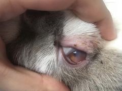 -灵美宠物诊所