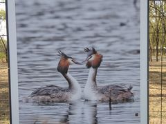 -野鸭湖国家湿地公园