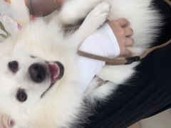 -宠福鑫康馨动物医院·骨科·眼科