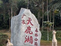-天鹿湖森林公园