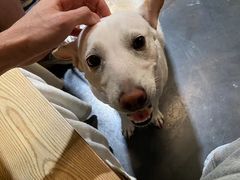 -Infica Coffee