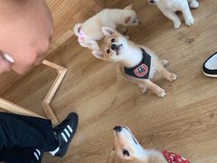 -柴犬小屋·柴餐厅·狗咖食堂(金鼎广场店)