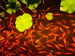 -星巴克(北京通州新光大中心店)