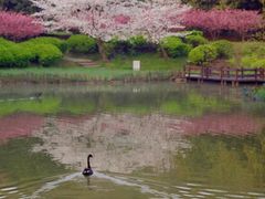 -阿五黄河大鲤鱼(纬三路店)
