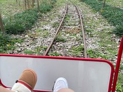 -合肥滨湖国家森林公园