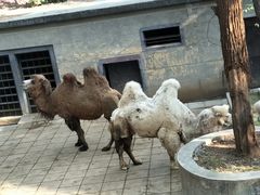 -昆明动物园