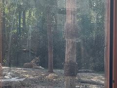 -上海野生动物园老虎餐厅