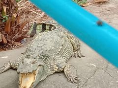 -广州长隆飞鸟乐园