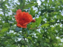 -桃花岭景区