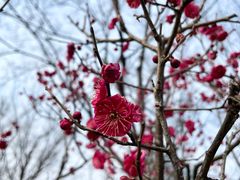 -新虹桥中心花园
