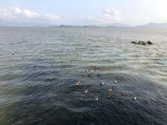 -深圳湾公园(南山区)