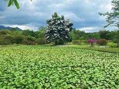 -中国科学院西双版纳热带植物园
