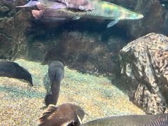 -太平洋海底世界