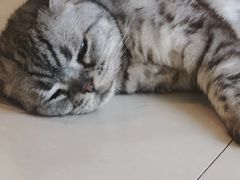 -平行世界·猫咖(首经贸店)