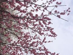 iphone_upload_pic-香雪海