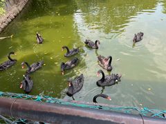 -深圳野生动物园